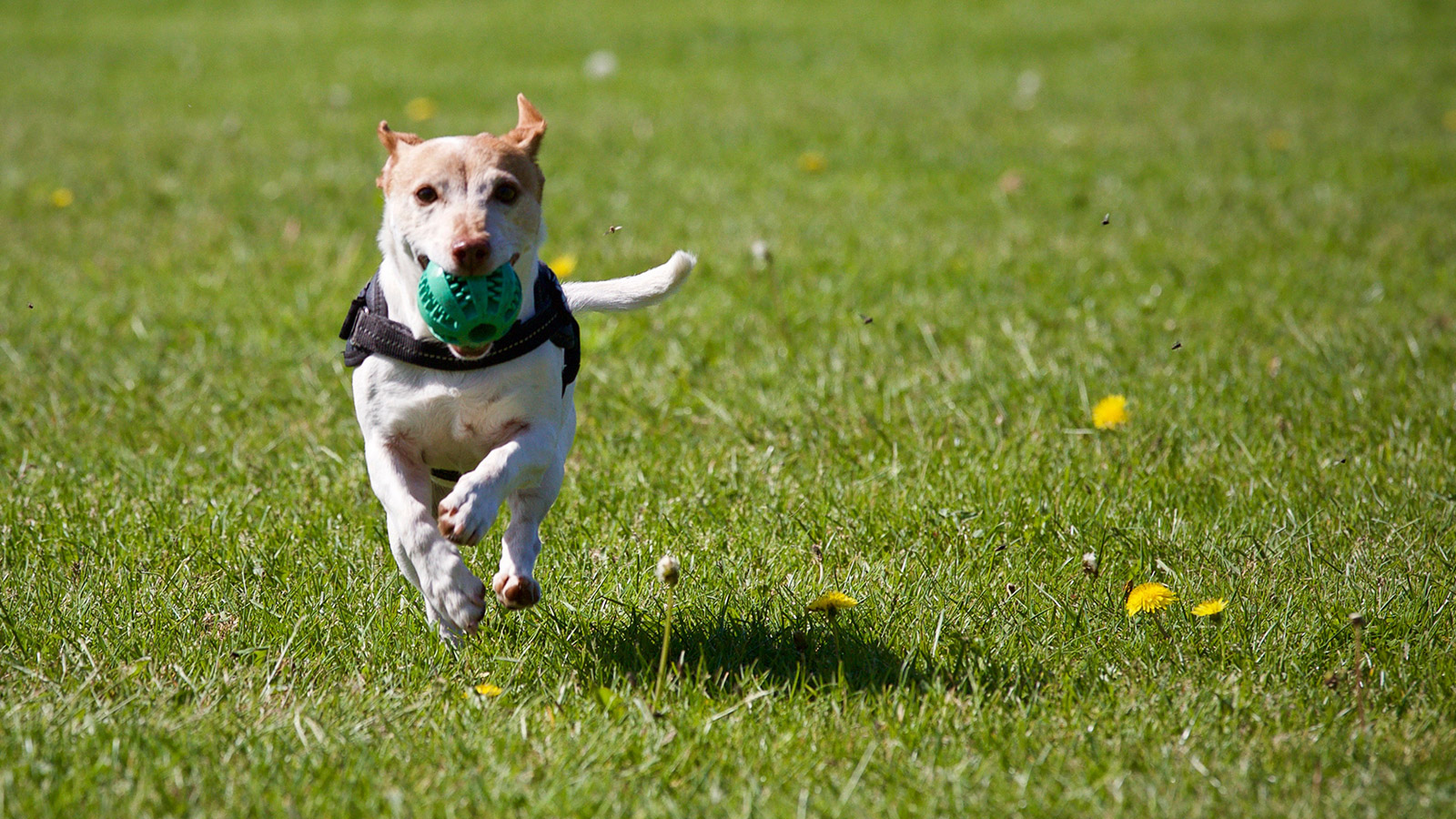 Dog running with ball
